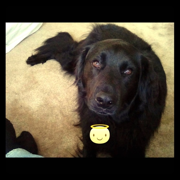 Meet your Posher, Ann - Picture 1 of 1